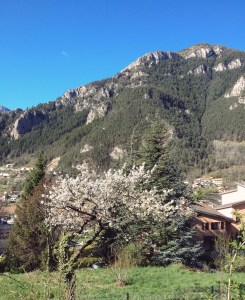 a tree in blossom in saint martin vesubie